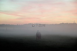 霧,草甸,晚上