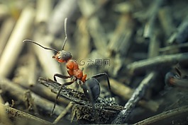 螞蟻,特寫,昆蟲
