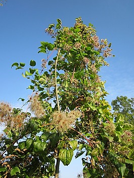 铁线莲 vitalba,老芒胡子,旅行者的喜悦