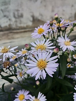 花,白,植物