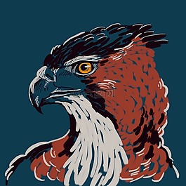鳥(niǎo),鷹,圖紙