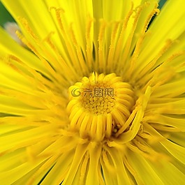 開花,宏,關(guān)閉