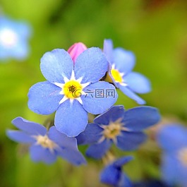 不要忘了我,花,廠