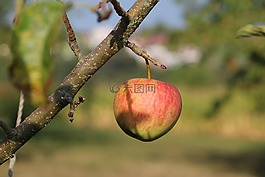 蘋果,科,水果