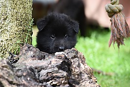 小狗,比利時(shí)牧羊犬,狗