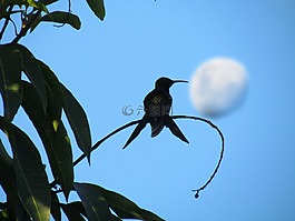 蜂鳥,鳥,月亮
