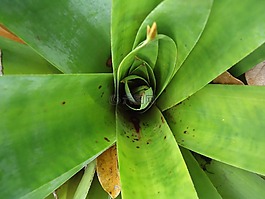 植物,性質(zhì),綠色