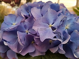 春,鮮花,性質(zhì)