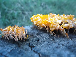 性質(zhì),真菌,藍(lán)色