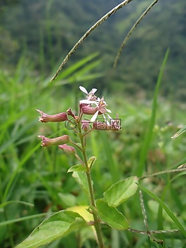 花,性質(zhì),綠色