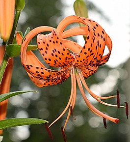 虎百合,百合,花