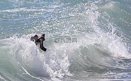 狗,行動,沖浪
