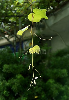 葡萄樹葉,藍(lán)色,芽