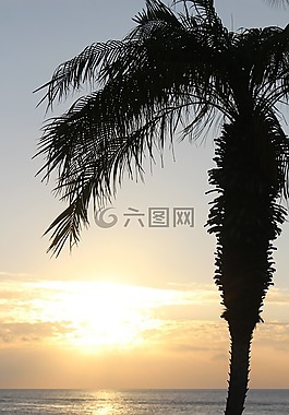 日落,棕櫚,夏威夷