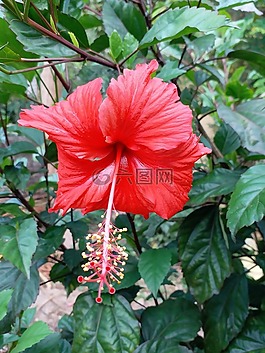 花,紅色,自然