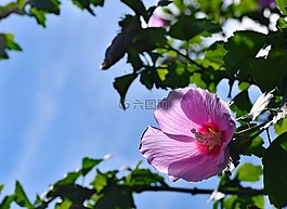 purpleflowers,花,自然