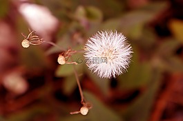 情感,野花,白