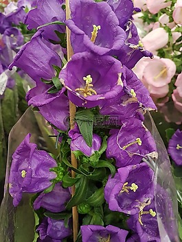 性質(zhì),鮮花,花園