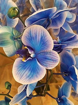 鮮花,花園,性質(zhì)