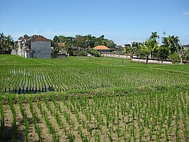 農(nóng)業(yè),農(nóng)場,字段