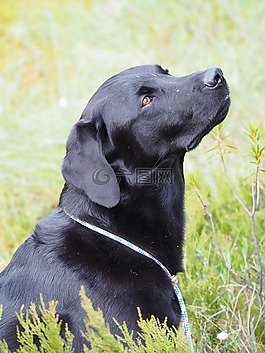 拉布拉多犬,狗,黑