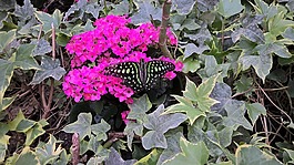 蝴蝶,開(kāi)花,性質(zhì)
