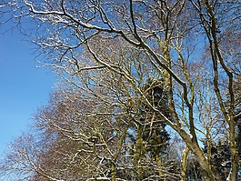 冬天,樹(shù),天空