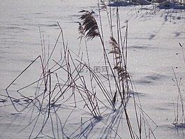 冬天,雪,植物