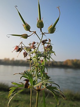 老鹳草尾,草甸 cranesbill,植物区系