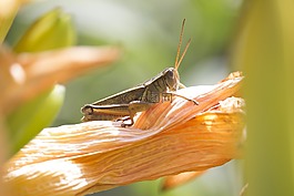 性質(zhì),宏,蝗蟲