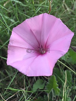 矮牽牛,鮮花,野生