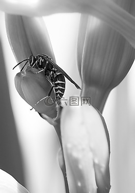 性質(zhì),黃蜂,宏