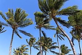 棕櫚樹,夏威夷,熱帶地區(qū)