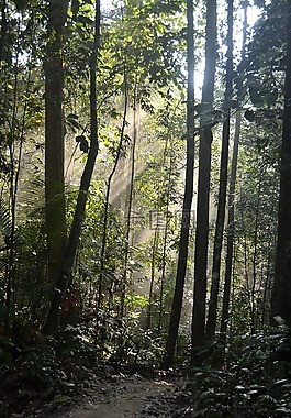 木材,自然,樹