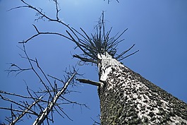 發(fā)展,樹木,高山