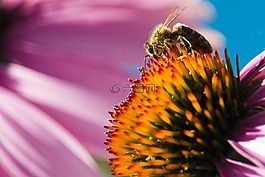 性質(zhì),蜜蜂,宏