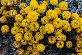 鮮花,黃色,春