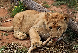 獅子,非洲,野生動物園