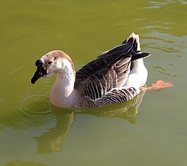 鴨,湖,游泳