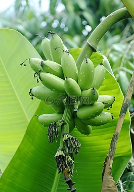 香蕉,植物區(qū)系,自然