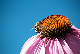 性質,蜜蜂,宏