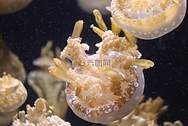 海蜇,海洋,自然
