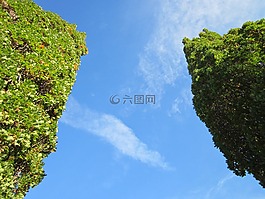 夏櫟,英國橡木,有花序梗橡木