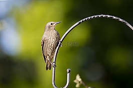 歐椋鳥,鳥,花園