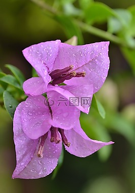 花,戶外,自然