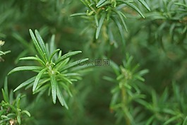 植物,春天,大自然