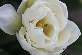 郁金香,花,春