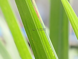 宏,葉,綠色