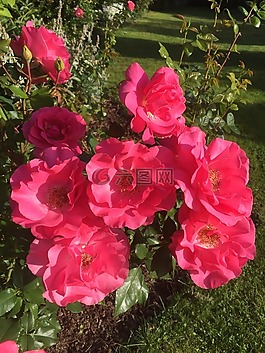 鮮花,紅玫瑰,性質(zhì)