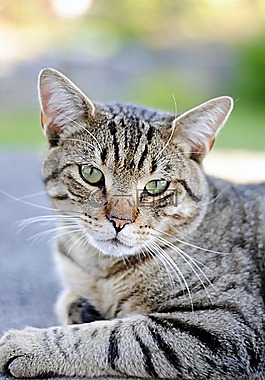 猫,动物,户外